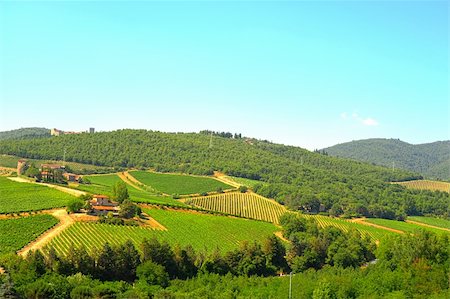 Hill Of Toscana With Vineyard In The Chianti Region Stock Photo - Budget Royalty-Free & Subscription, Code: 400-05244059