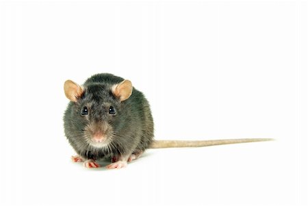 simsearch:400-04719873,k - funny rat  isolated on white background Stock Photo - Budget Royalty-Free & Subscription, Code: 400-05244118
