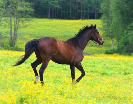 pontuse (artist) - Beautiful brown horse running across a yellow field Stockbilder - Microstock & Abonnement, Bildnummer: 400-05244128
