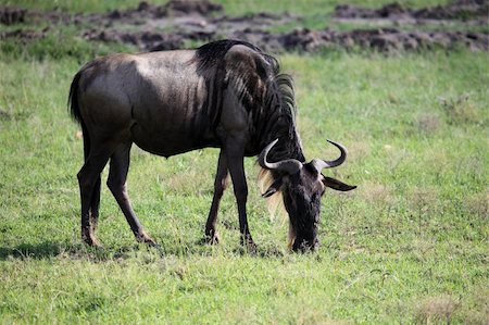 simsearch:400-04709025,k - Blue Wildebeest - Maasai Mara National Park in Kenya, Africa Photographie de stock - Aubaine LD & Abonnement, Code: 400-05244214
