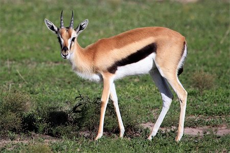 simsearch:400-04709025,k - Thompsons Gazelle - Maasai Mara National Park in Kenya, Africa Photographie de stock - Aubaine LD & Abonnement, Code: 400-05244216