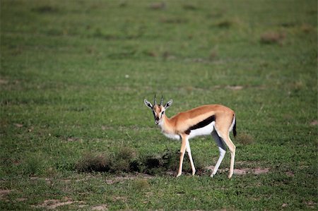 simsearch:400-04709025,k - Thompsons Gazelle - Maasai Mara National Park in Kenya, Africa Photographie de stock - Aubaine LD & Abonnement, Code: 400-05244217
