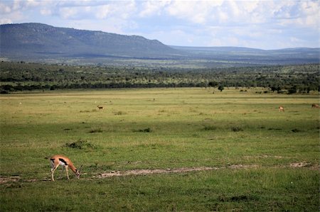 simsearch:400-04709025,k - Thompsons Gazelle - Maasai Mara National Park in Kenya, Africa Photographie de stock - Aubaine LD & Abonnement, Code: 400-05244218