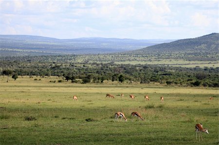 simsearch:400-04709025,k - Thompsons Gazelle - Maasai Mara National Park in Kenya, Africa Photographie de stock - Aubaine LD & Abonnement, Code: 400-05244219