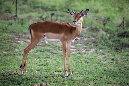 simsearch:400-04709025,k - Imapala Antelope - Maasai Mara National Park in Kenya, Africa Photographie de stock - Aubaine LD & Abonnement, Code: 400-05244211