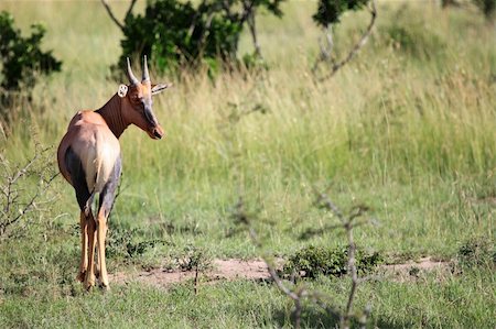 simsearch:400-04709025,k - Topi - Maasai Mara National Park in Kenya, Africa Photographie de stock - Aubaine LD & Abonnement, Code: 400-05244224