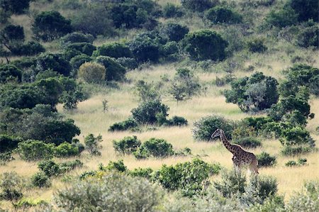 simsearch:400-06859317,k - Maasai Mara National Park in Kenya, Africa Stockbilder - Microstock & Abonnement, Bildnummer: 400-05244225