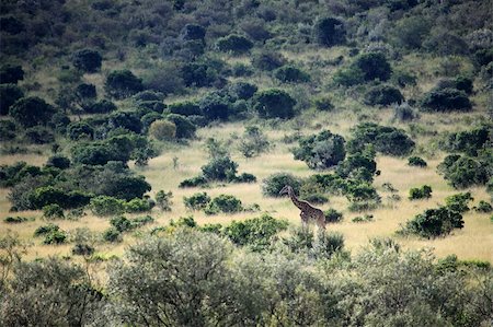 simsearch:846-03166327,k - Maasai Mara National Park in Kenya, Africa Foto de stock - Super Valor sin royalties y Suscripción, Código: 400-05244227