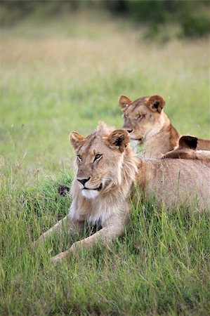 simsearch:400-04709025,k - Lion - Maasai Mara National Park in Kenya, Africa Photographie de stock - Aubaine LD & Abonnement, Code: 400-05244234