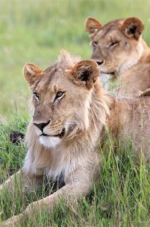 simsearch:400-05243712,k - Lion - Maasai Mara National Park in Kenya, Africa Photographie de stock - Aubaine LD & Abonnement, Code: 400-05244235