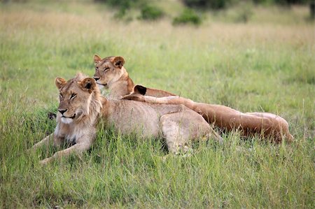simsearch:400-05243712,k - Lion - Maasai Mara National Park in Kenya, Africa Photographie de stock - Aubaine LD & Abonnement, Code: 400-05244237
