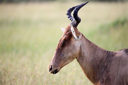 simsearch:400-04709025,k - Topi - Maasai Mara National Park in Kenya, Africa Photographie de stock - Aubaine LD & Abonnement, Code: 400-05244231