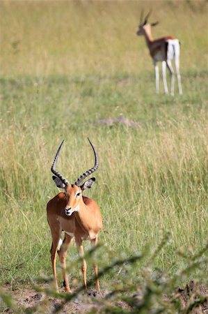 simsearch:400-04709025,k - Imapala Antelope - Maasai Mara National Park in Kenya, Africa Photographie de stock - Aubaine LD & Abonnement, Code: 400-05244233
