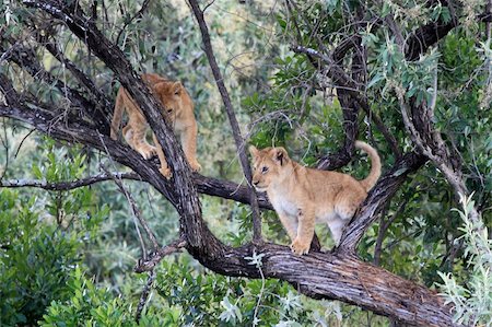 Lion - Maasai Mara National Park in Kenya, Africa Stock Photo - Budget Royalty-Free & Subscription, Code: 400-05244253