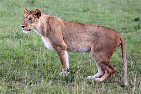 simsearch:400-05243712,k - Lion - Maasai Mara National Park in Kenya, Africa Photographie de stock - Aubaine LD & Abonnement, Code: 400-05244264