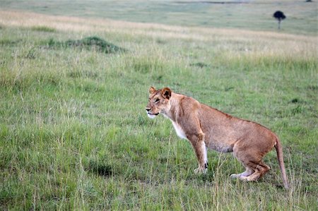 simsearch:400-04709025,k - Lion - Maasai Mara National Park in Kenya, Africa Photographie de stock - Aubaine LD & Abonnement, Code: 400-05244265