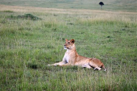 simsearch:400-04709025,k - Lion - Maasai Mara National Park in Kenya, Africa Photographie de stock - Aubaine LD & Abonnement, Code: 400-05244266