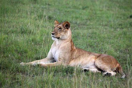 simsearch:400-05243712,k - Lion - Maasai Mara National Park in Kenya, Africa Photographie de stock - Aubaine LD & Abonnement, Code: 400-05244267