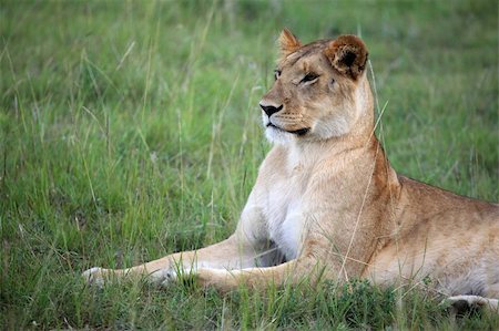 simsearch:400-06859317,k - Lion - Maasai Mara National Park in Kenya, Africa Stockbilder - Microstock & Abonnement, Bildnummer: 400-05244268