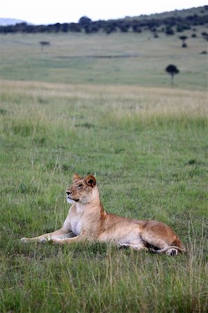 simsearch:400-05243712,k - Lion - Maasai Mara National Park in Kenya, Africa Photographie de stock - Aubaine LD & Abonnement, Code: 400-05244269