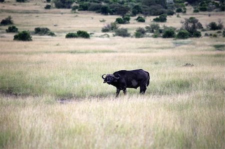 simsearch:400-04709025,k - Buffalo - Maasai Mara National Park in Kenya, Africa Photographie de stock - Aubaine LD & Abonnement, Code: 400-05244260