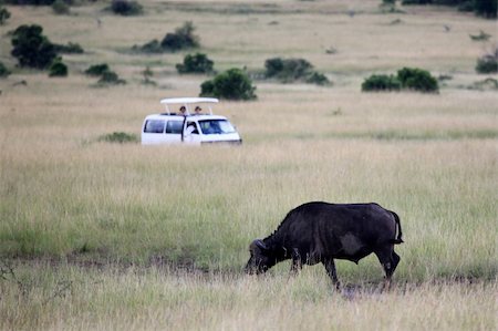 simsearch:400-04709025,k - Buffalo - Maasai Mara National Park in Kenya, Africa Photographie de stock - Aubaine LD & Abonnement, Code: 400-05244262