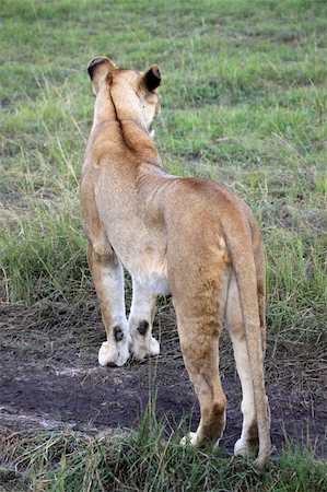 simsearch:400-05243712,k - Lion - Maasai Mara National Park in Kenya, Africa Photographie de stock - Aubaine LD & Abonnement, Code: 400-05244263