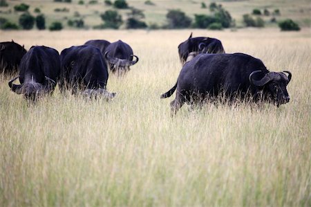 simsearch:400-06859317,k - Buffalo - Maasai Mara National Park in Kenya, Africa Stockbilder - Microstock & Abonnement, Bildnummer: 400-05244274