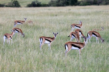 simsearch:400-04709025,k - Thompsons Gazelle - Maasai Mara National Park in Kenya, Africa Photographie de stock - Aubaine LD & Abonnement, Code: 400-05244279
