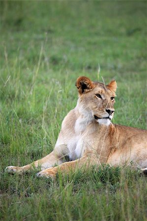simsearch:400-04709025,k - Lion - Maasai Mara National Park in Kenya, Africa Photographie de stock - Aubaine LD & Abonnement, Code: 400-05244270