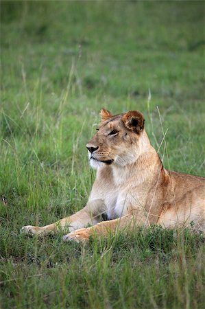 simsearch:400-06859317,k - Lion - Maasai Mara National Park in Kenya, Africa Stockbilder - Microstock & Abonnement, Bildnummer: 400-05244271
