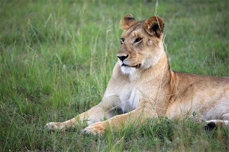 simsearch:400-04709025,k - Lion - Maasai Mara National Park in Kenya, Africa Photographie de stock - Aubaine LD & Abonnement, Code: 400-05244272