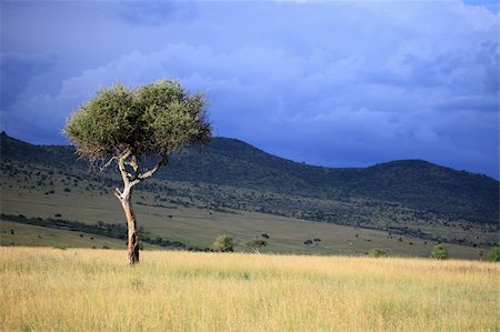 photo of lone tree in the plain - The Great Rift Valley in Kenya, Africa Stock Photo - Budget Royalty-Free & Subscription, Code: 400-05244285