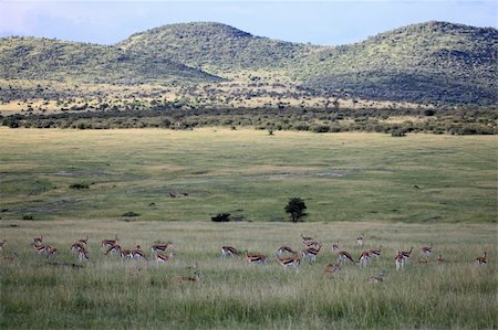 simsearch:400-04709025,k - Thompsons Gazelle - Maasai Mara National Park in Kenya, Africa Photographie de stock - Aubaine LD & Abonnement, Code: 400-05244280