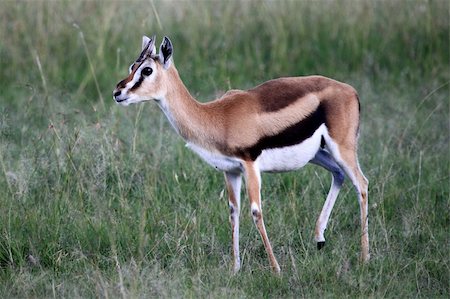 simsearch:400-06859317,k - Thompsons Gazelle - Masai Mara National Park in Kenia, Afrika Stockbilder - Microstock & Abonnement, Bildnummer: 400-05244281