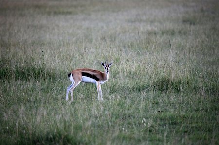 simsearch:400-06859317,k - Thompsons Gazelle - Maasai Mara National Park in Kenya, Africa Stockbilder - Microstock & Abonnement, Bildnummer: 400-05244282