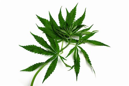 simsearch:400-08289916,k - One hemp (marijuana) plant isolated on white. Photographie de stock - Aubaine LD & Abonnement, Code: 400-05244679