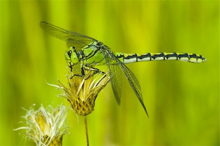 simsearch:400-06560180,k - Macrophoto of a dragonfly Stock Photo - Budget Royalty-Free & Subscription, Code: 400-05245205