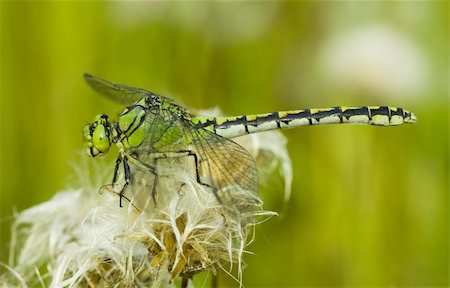 simsearch:400-06560180,k - Macrophoto of a dragonfly Stock Photo - Budget Royalty-Free & Subscription, Code: 400-05245206