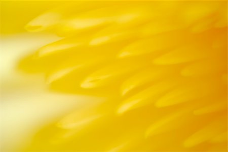 beautiful yellow flower chrysanthemum. Macro Stock Photo - Budget Royalty-Free & Subscription, Code: 400-05245245