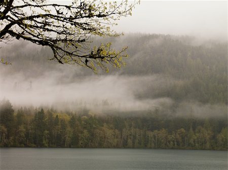 Fog encased the lake and roadway around Lake Crescent in Washington state Stock Photo - Budget Royalty-Free & Subscription, Code: 400-05245276