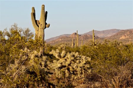 paysage de désert et de cactus Photographie de stock - Aubaine LD & Abonnement, Code: 400-05245297