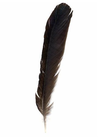 A bird feather isolated over white background Foto de stock - Royalty-Free Super Valor e Assinatura, Número: 400-05245478