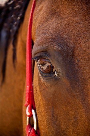 Horse Stock Photo - Budget Royalty-Free & Subscription, Code: 400-05245534