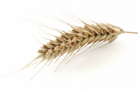 danicek (artist) - Single wheat - corn spike close up over white background Foto de stock - Super Valor sin royalties y Suscripción, Código: 400-05245686