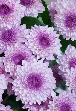 The big bouquet from lilac flowers - asters Stock Photo - Budget Royalty-Free & Subscription, Code: 400-05245876
