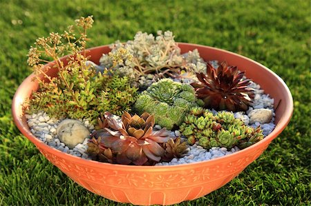 Beautiful rock garden cultivated in small basin or roof gardening Stock Photo - Budget Royalty-Free & Subscription, Code: 400-05246176