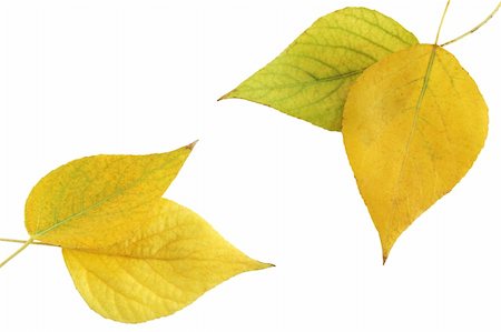 dry the bed sheets - autumnal of foliage of aspen against the white background Photographie de stock - Aubaine LD & Abonnement, Code: 400-05246385
