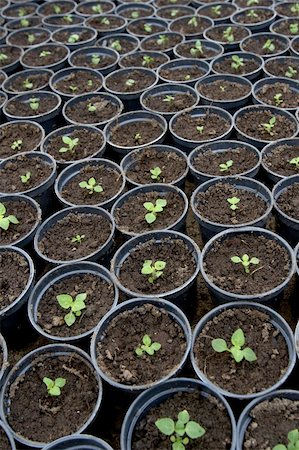 simsearch:400-08131611,k - close up of seed flowers in green house Stock Photo - Budget Royalty-Free & Subscription, Code: 400-05246576