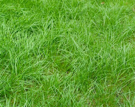 simsearch:400-05318999,k - A beautiful lawn of green grass Photographie de stock - Aubaine LD & Abonnement, Code: 400-05246616